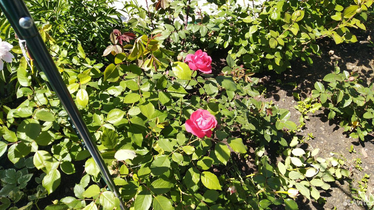Розы кустовые купить на Зозу.ру - фотография № 9