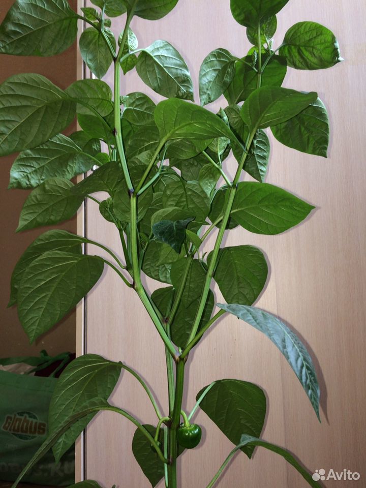 Растение купить на Зозу.ру - фотография № 4