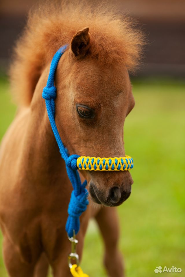 Американская миниатюрная лошадь купить на Зозу.ру - фотография № 7