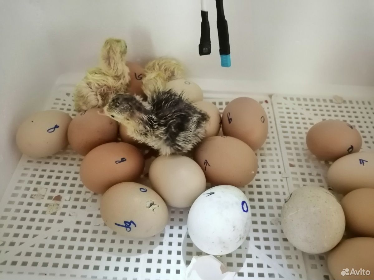Продам индюшиное инкубационное яйцо купить на Зозу.ру - фотография № 1