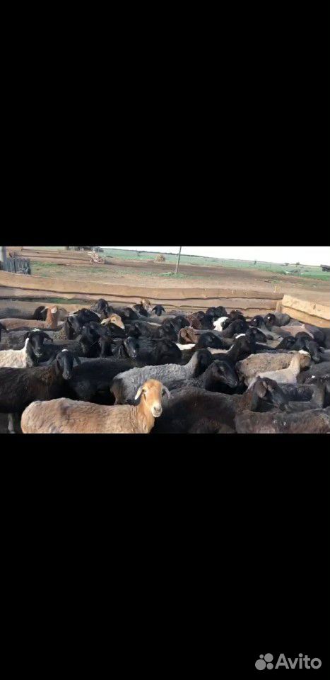 Овцы,ягнята купить на Зозу.ру - фотография № 3