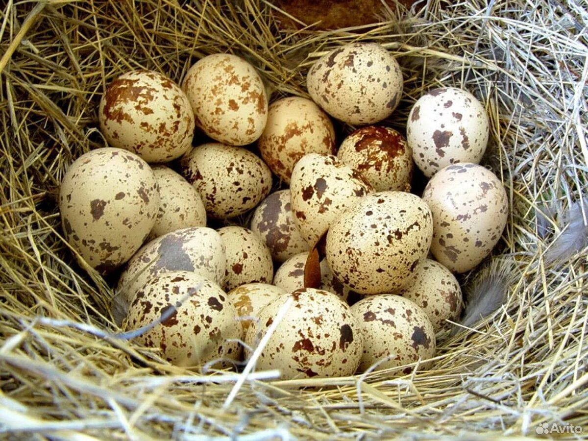Яйцо домашней птицы купить на Зозу.ру - фотография № 2
