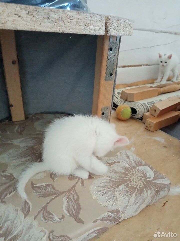 Подарю котят купить на Зозу.ру - фотография № 2