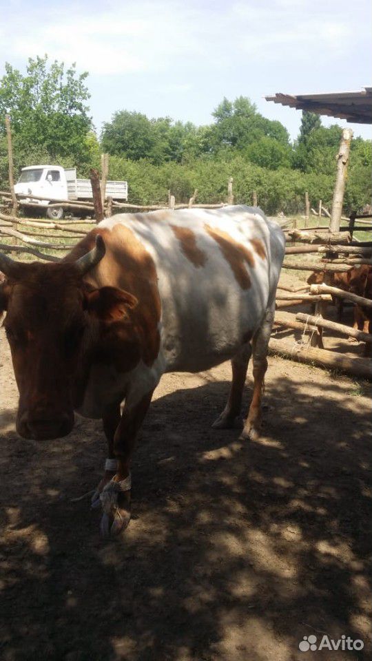 Коровы на мясо купить на Зозу.ру - фотография № 5