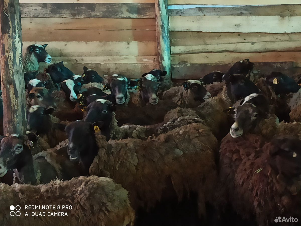 Продам овец, ярки Романовской породы оптом 70 голо купить на Зозу.ру - фотография № 1