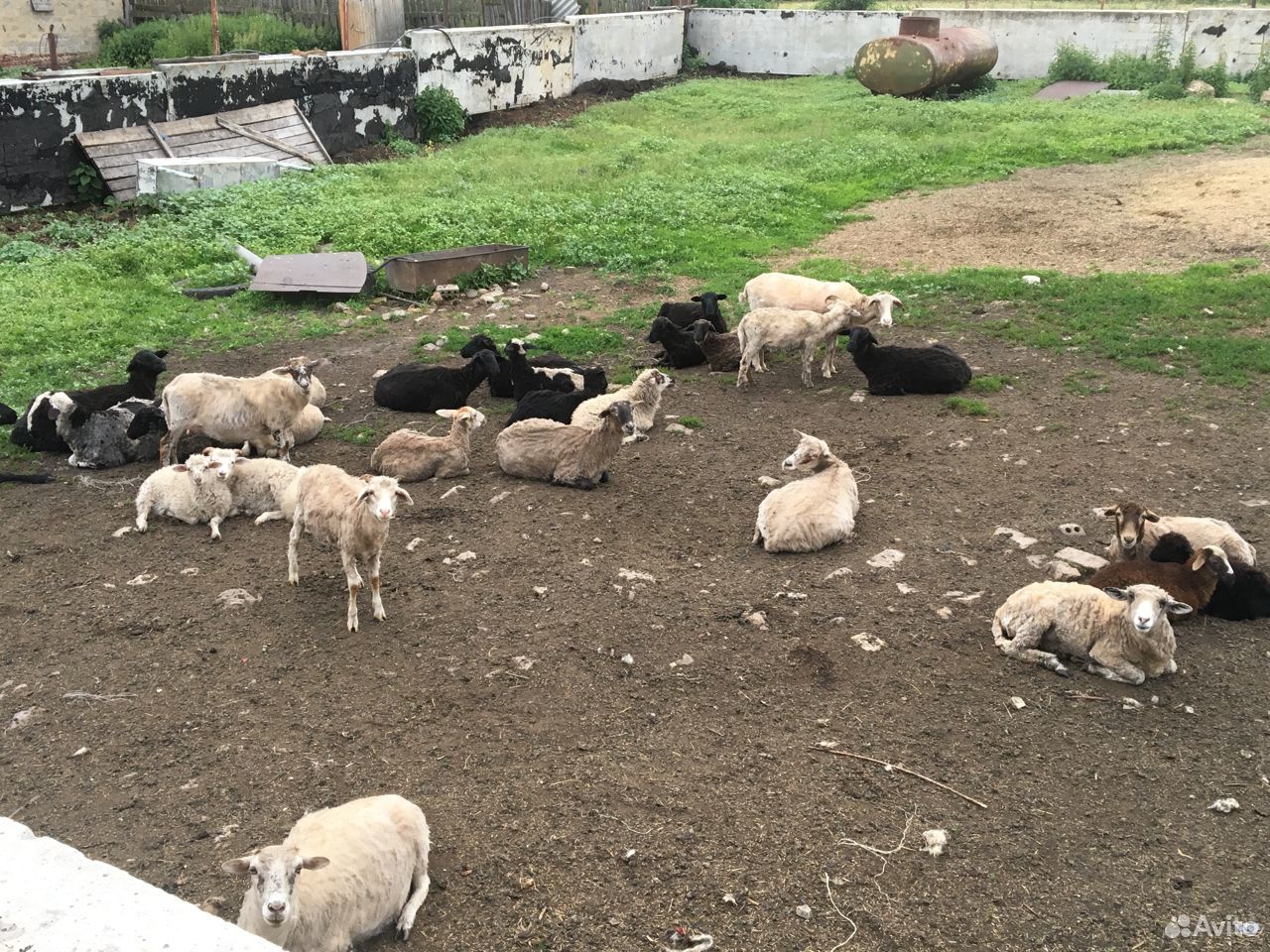 Продам овец 32 головы купить на Зозу.ру - фотография № 1