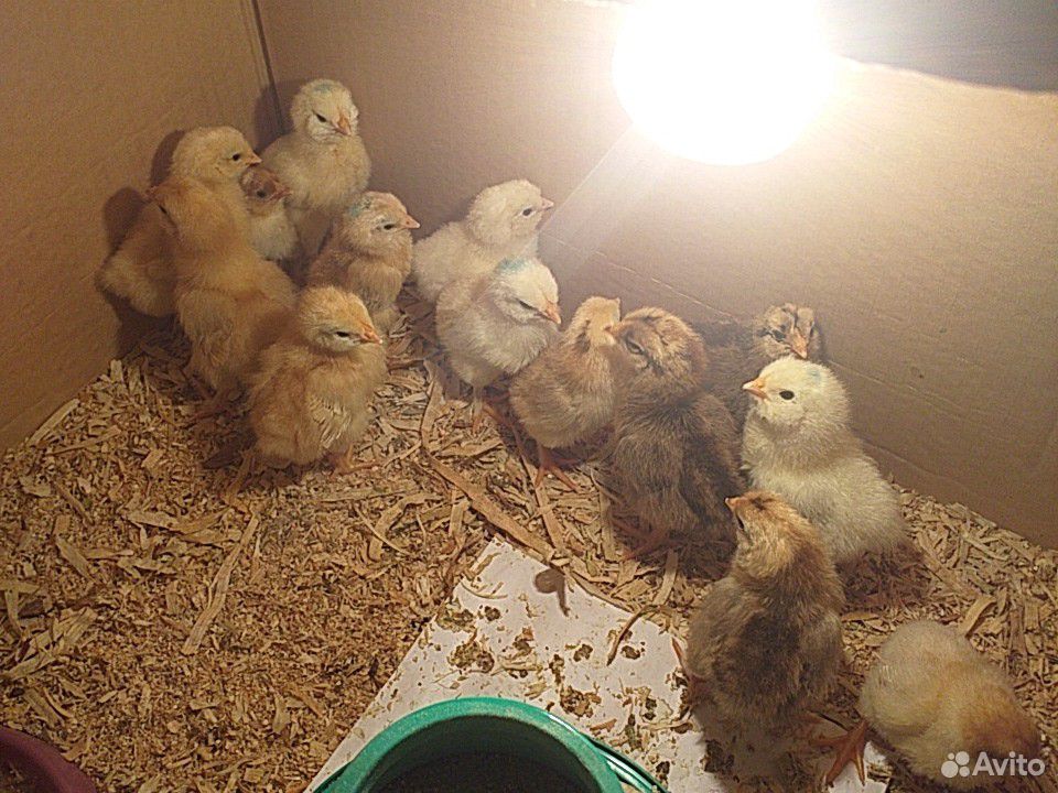 Цыплята от домашних цветных кур купить на Зозу.ру - фотография № 1
