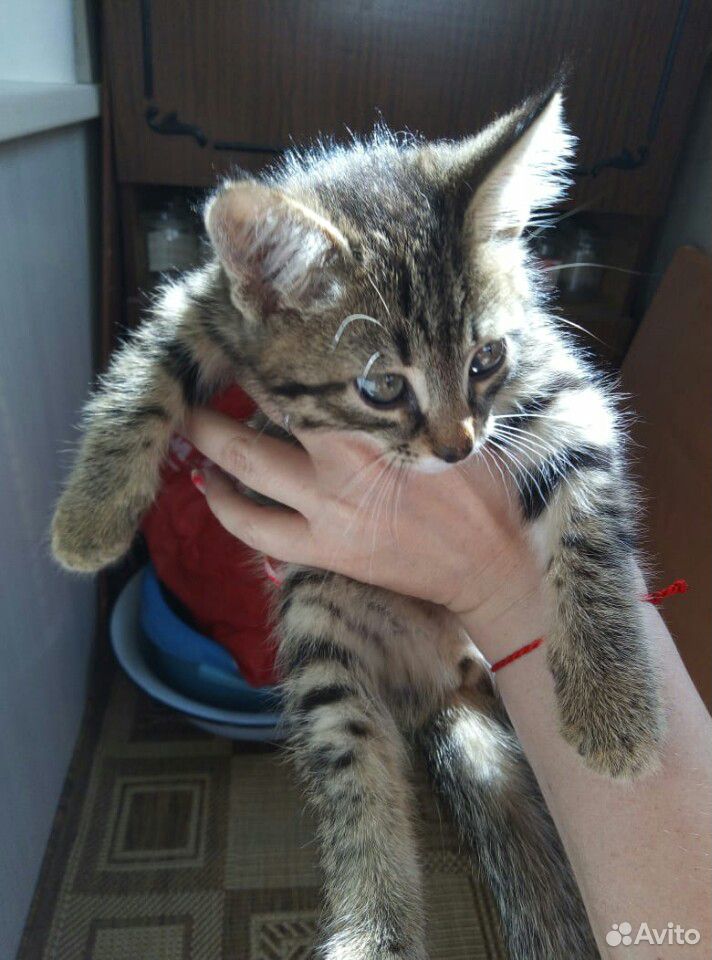 Котёнок Тишка купить на Зозу.ру - фотография № 4