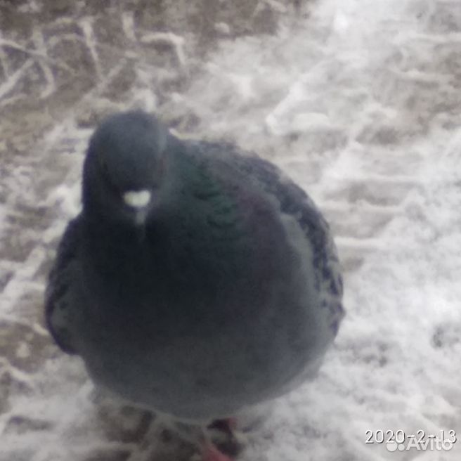 Летающий голубь, красивый, зимний купить на Зозу.ру - фотография № 1