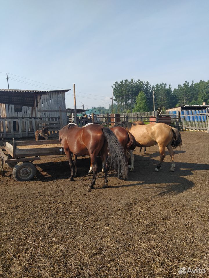 Продам лошадей купить на Зозу.ру - фотография № 3