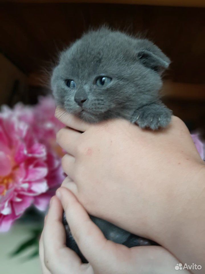 Британские вислоухие котята купить на Зозу.ру - фотография № 4