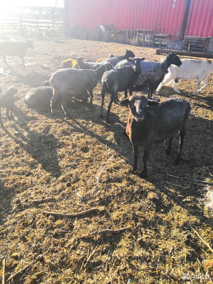 Корова, овцы, козы купить на Зозу.ру - фотография № 6