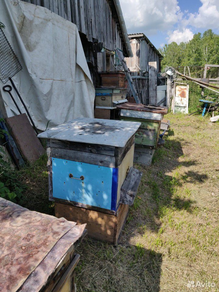 Пчелосемьи с ульем купить на Зозу.ру - фотография № 1