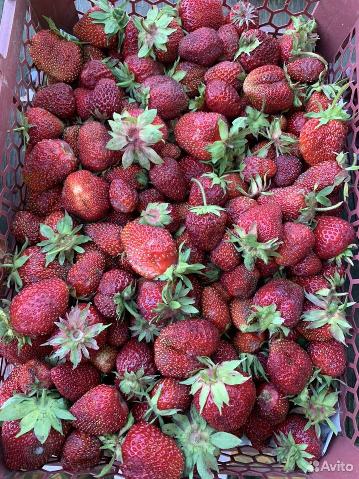 Свежие ягоды купить на Зозу.ру - фотография № 2