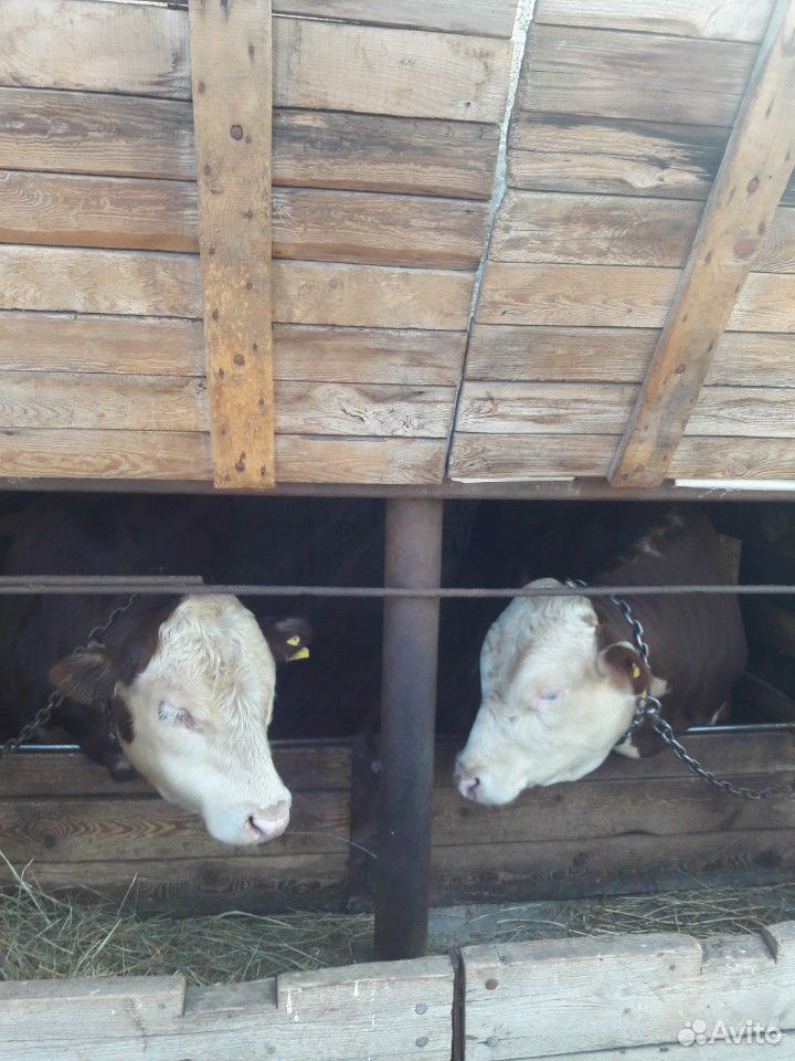 Белоголовые бычки купить на Зозу.ру - фотография № 1