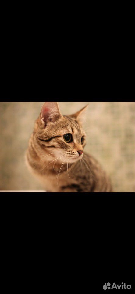 Кошка котята кошки купить на Зозу.ру - фотография № 3