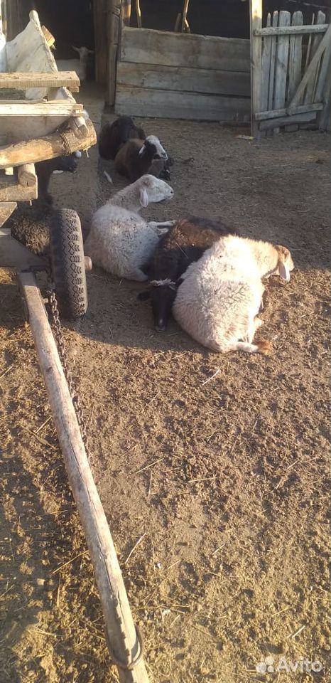 Продаются овечки, козы купить на Зозу.ру - фотография № 4