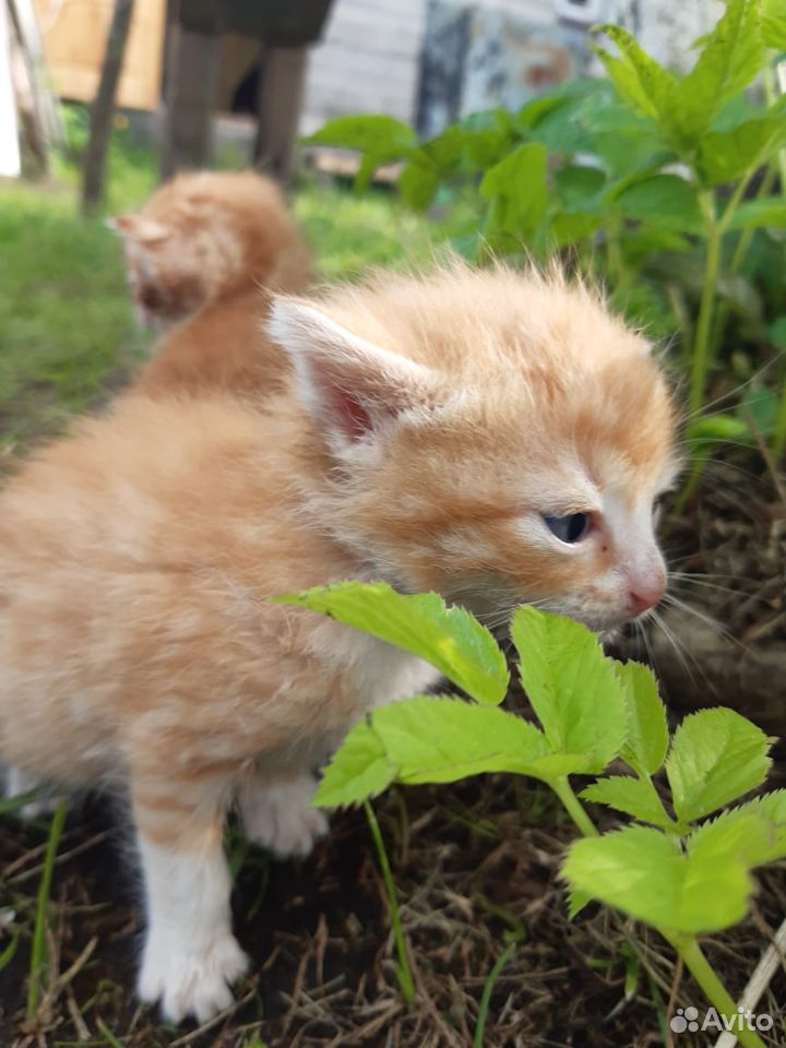 Котята, остались без мамы, ищут свой дом купить на Зозу.ру - фотография № 8