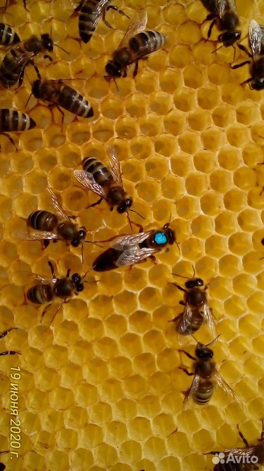Пчело-матки купить на Зозу.ру - фотография № 3