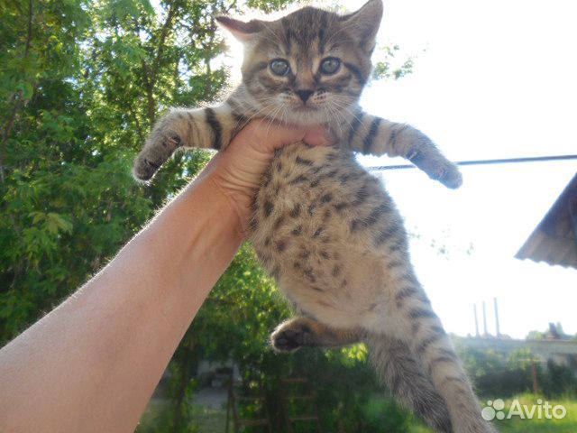 Котёнок девочка купить на Зозу.ру - фотография № 5