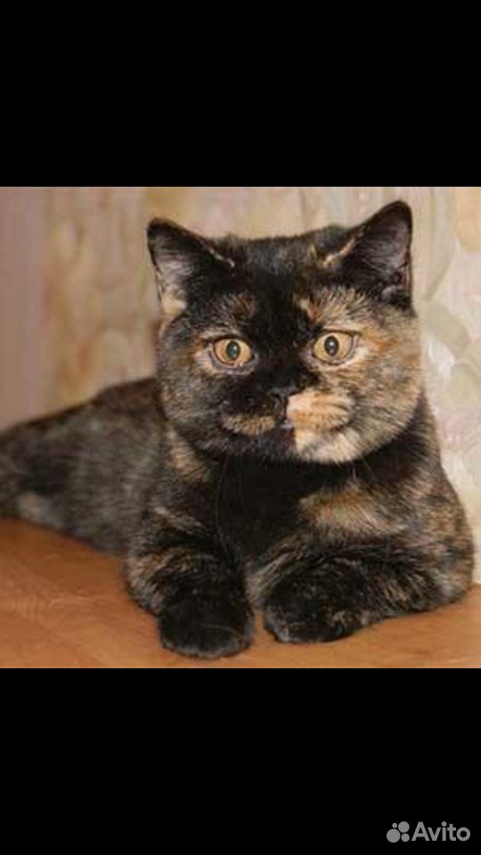 Персидская кошка купить на Зозу.ру - фотография № 4