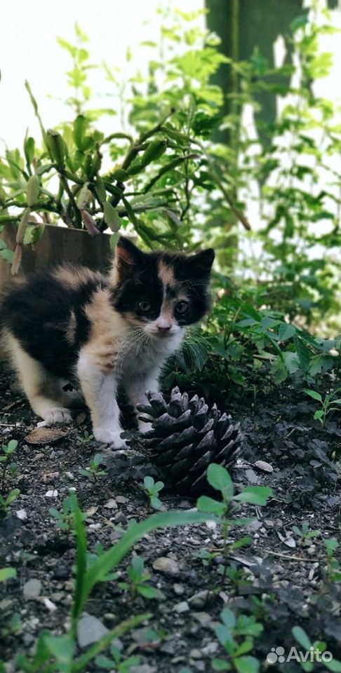 Подарю котят купить на Зозу.ру - фотография № 6
