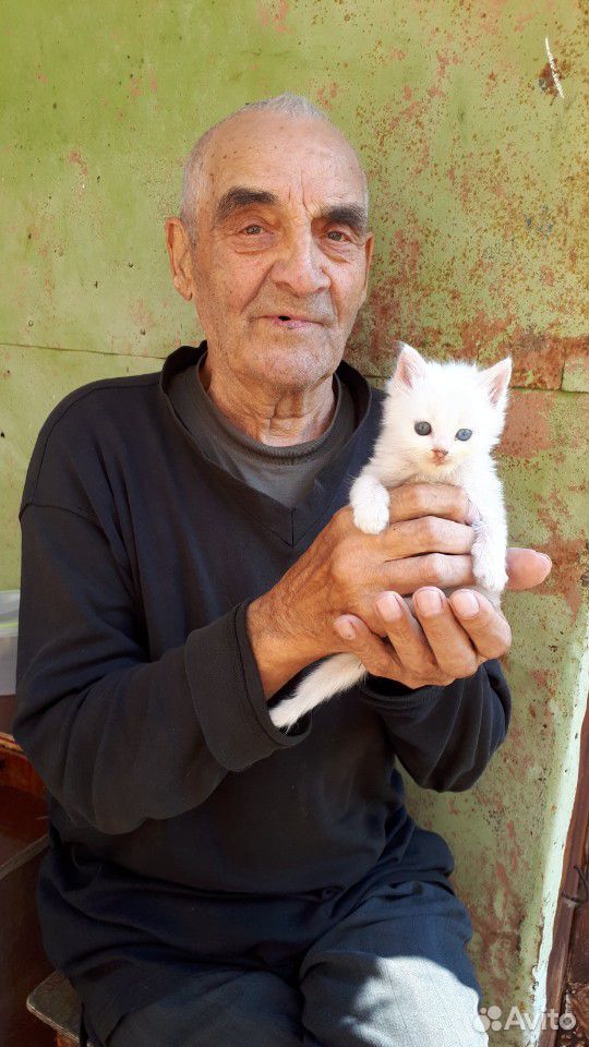 Котенок и Кошка в добрые руки купить на Зозу.ру - фотография № 4