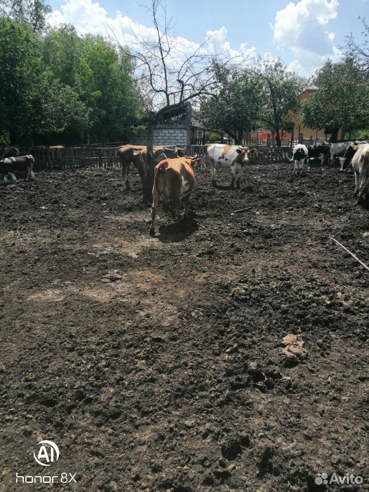 Продаю коров телят и бычков купить на Зозу.ру - фотография № 1