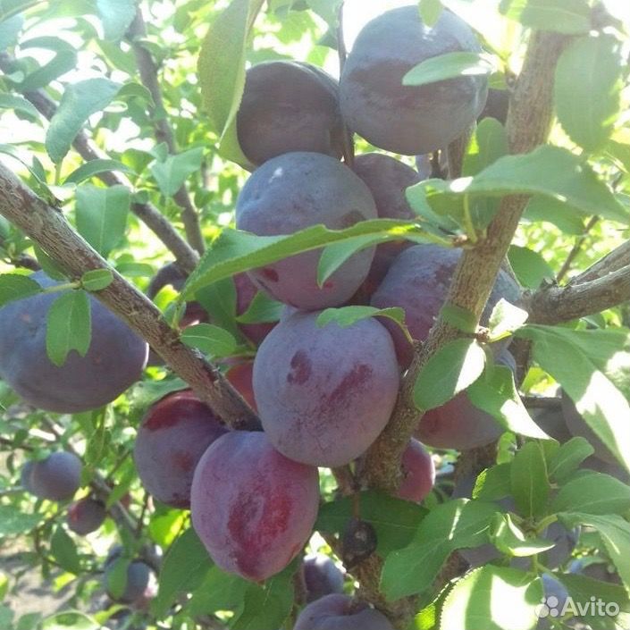 Саженцы алычи, абрикоса, яблони выращены в Киржаче купить на Зозу.ру - фотография № 3