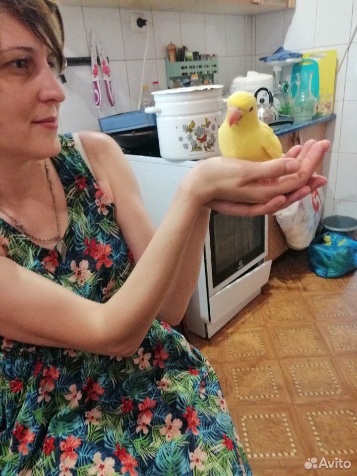 Ожереловый попугай. выкормышь купить на Зозу.ру - фотография № 5