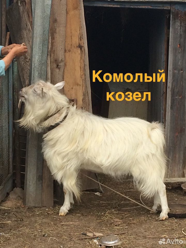 Козы купить на Зозу.ру - фотография № 6