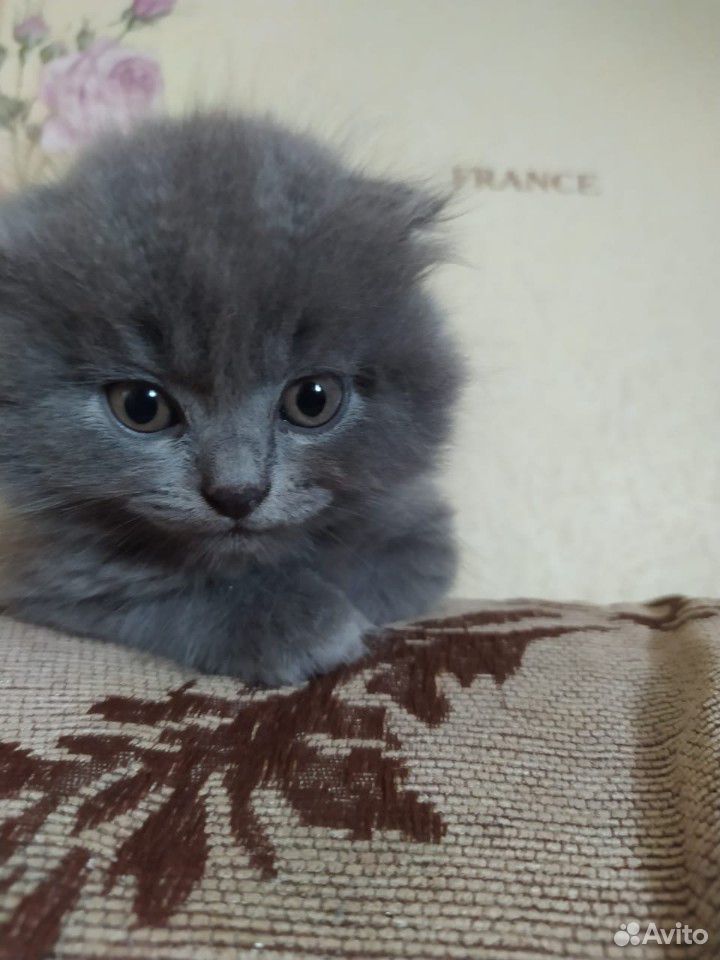 Продам котят Шатланской породы купить на Зозу.ру - фотография № 3