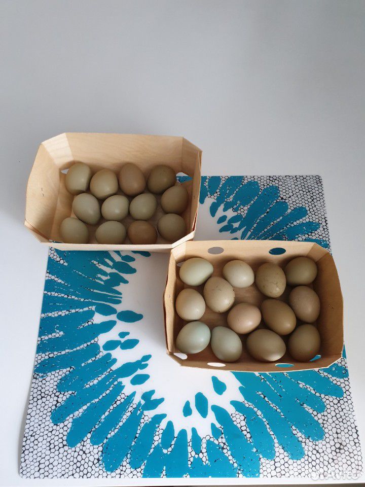 Инкубационное яйцо фазана купить на Зозу.ру - фотография № 6