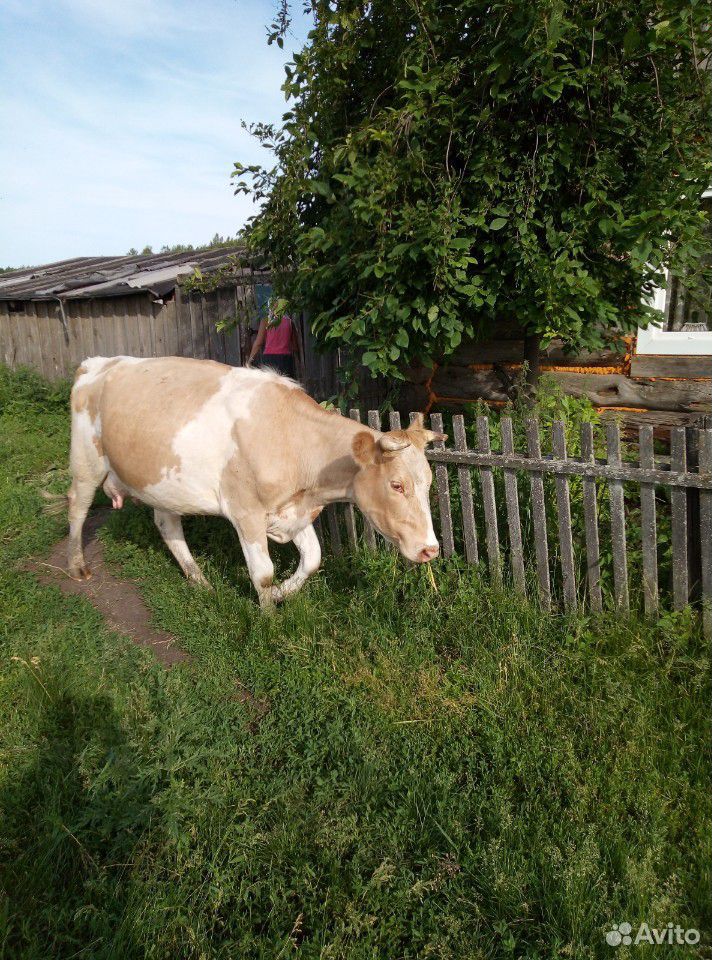 Корова молодая купить на Зозу.ру - фотография № 2