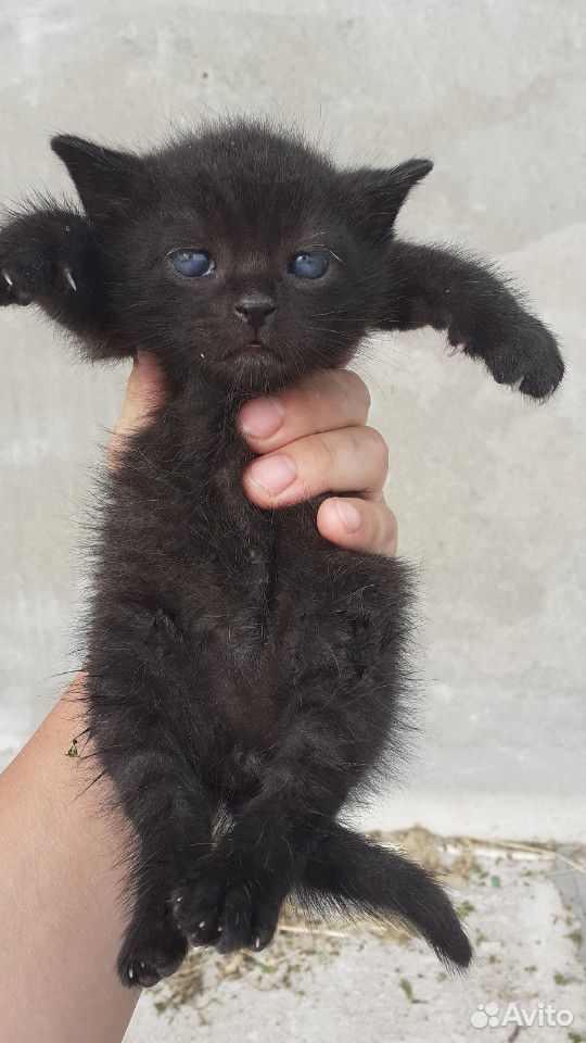 Черный котенок купить на Зозу.ру - фотография № 4