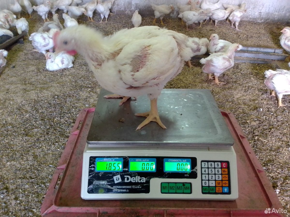 Цыплята бройлер кобб 500 возраст 28 дней купить на Зозу.ру - фотография № 9