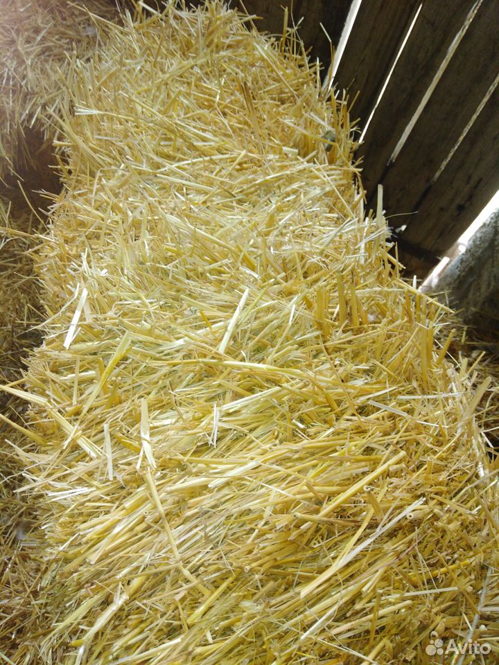 Пшеничная солома купить на Зозу.ру - фотография № 2