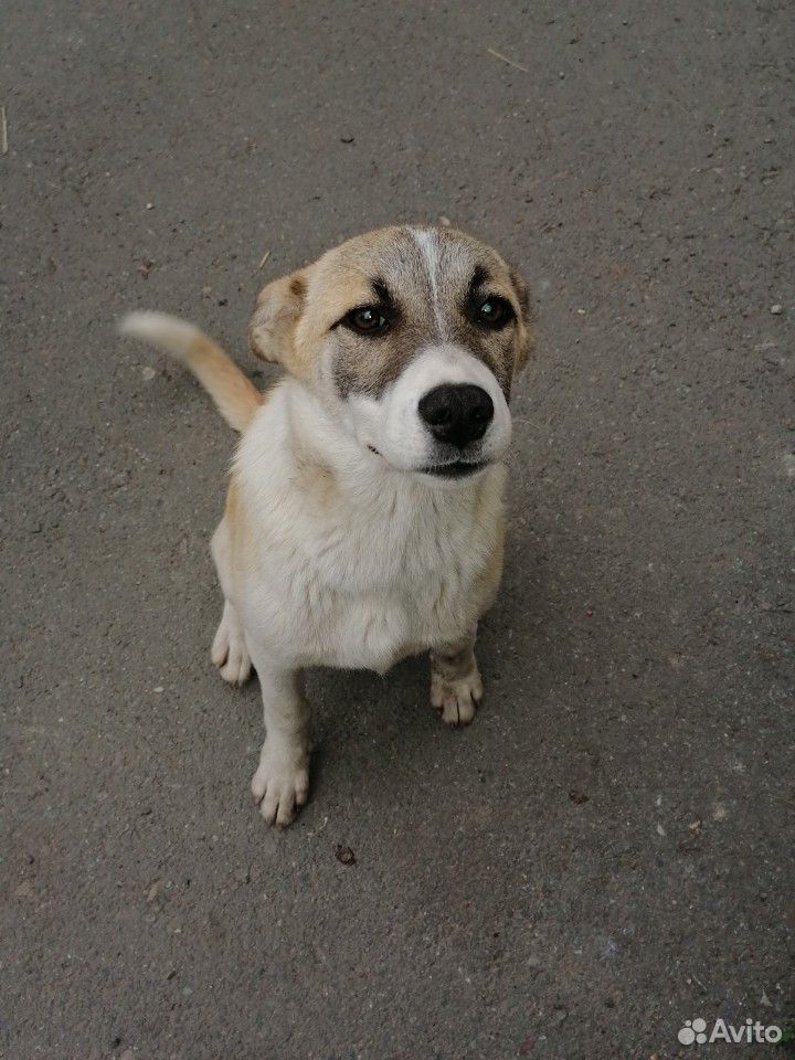Собака ищет дом купить на Зозу.ру - фотография № 3
