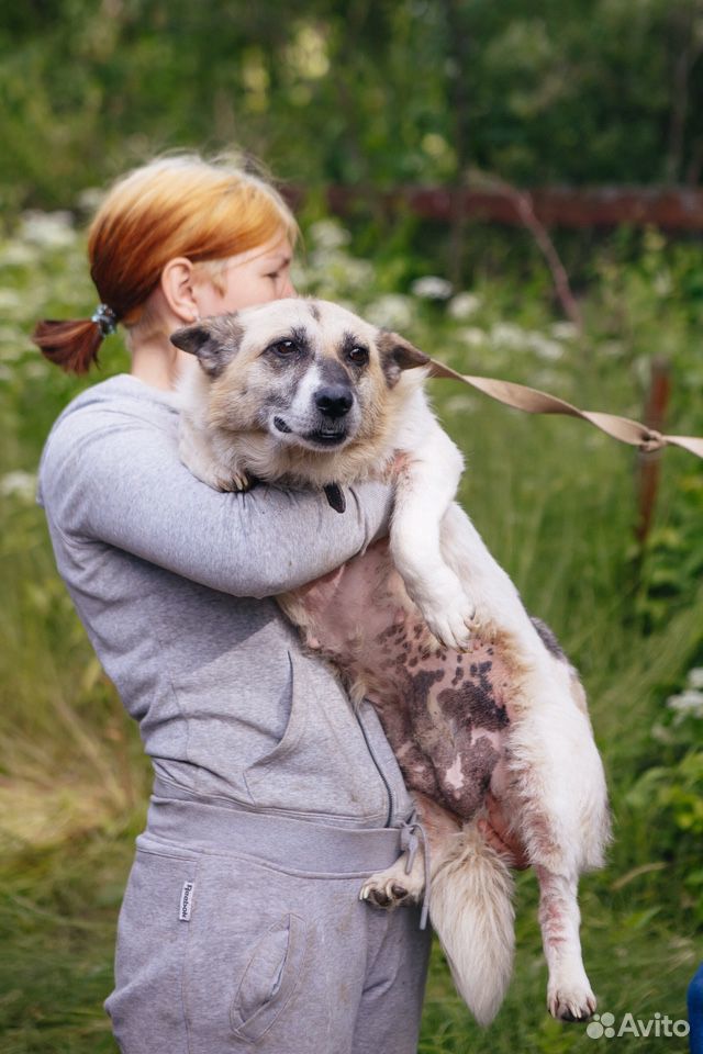 Собака Коротколапая ищет дом купить на Зозу.ру - фотография № 2