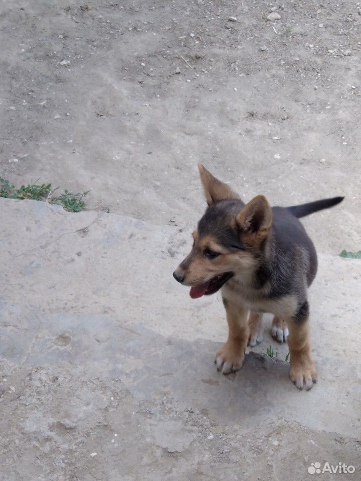 Собака немецкая щенок 3 месяц купить на Зозу.ру - фотография № 5