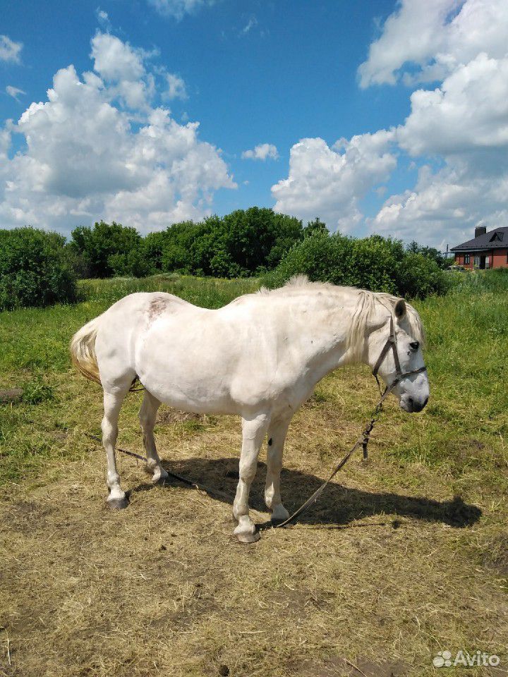 Продам лошадей купить на Зозу.ру - фотография № 9