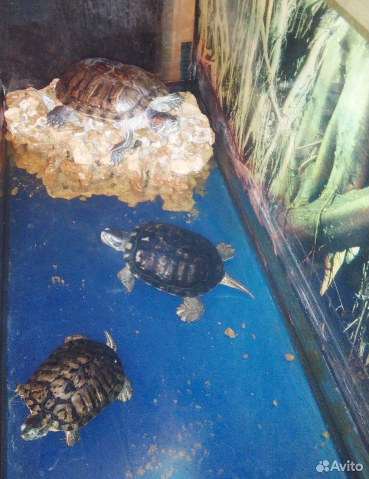 Аквариум черепахи фильтр водонагреватель купить на Зозу.ру - фотография № 2