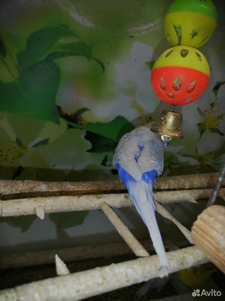 Попугаи волнистые купить на Зозу.ру - фотография № 6