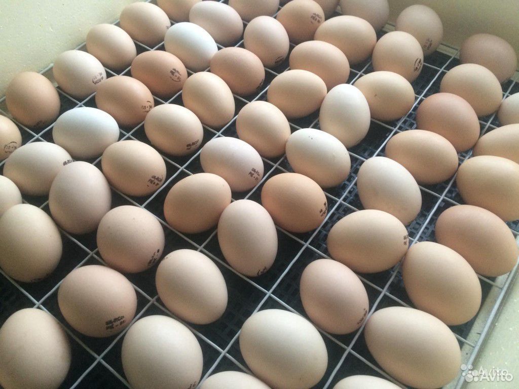 Яйцо инкубационное Ломан купить на Зозу.ру - фотография № 1