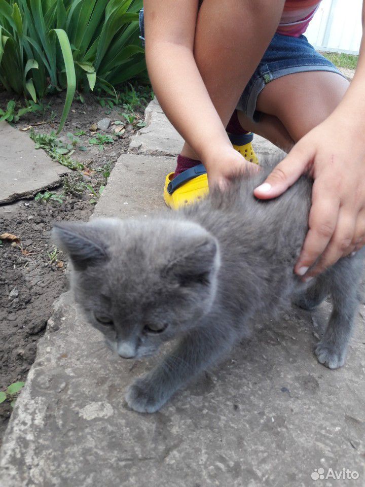 Котенок в добрые руки бесплатно купить на Зозу.ру - фотография № 3