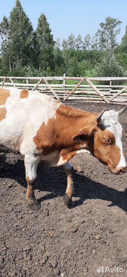 Корова. бараны купить на Зозу.ру - фотография № 1