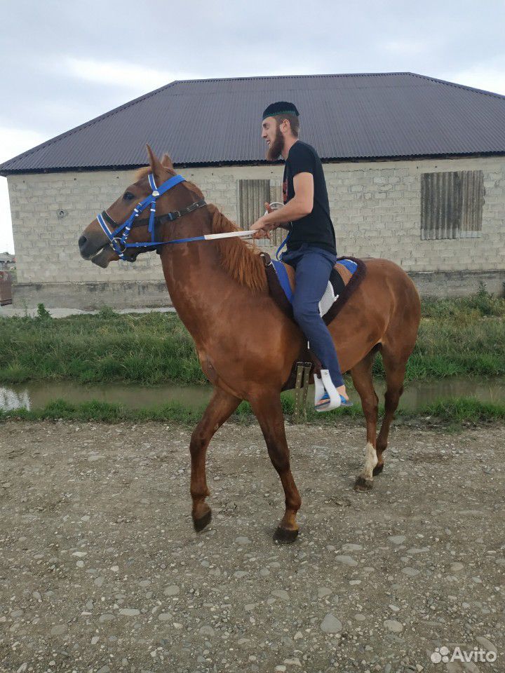 Продаётся лошадь Мать кабардинка,Отец Будёновец купить на Зозу.ру - фотография № 2