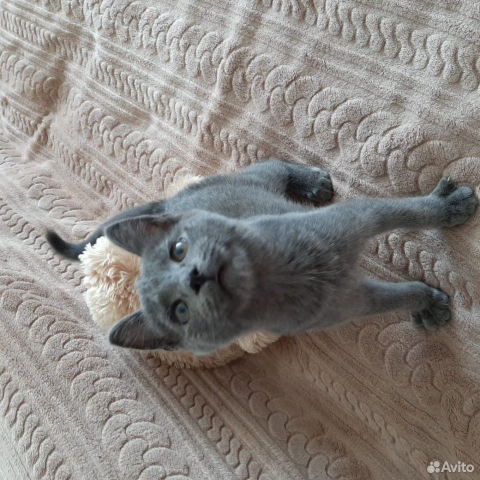 Котенок кошечка купить на Зозу.ру - фотография № 3