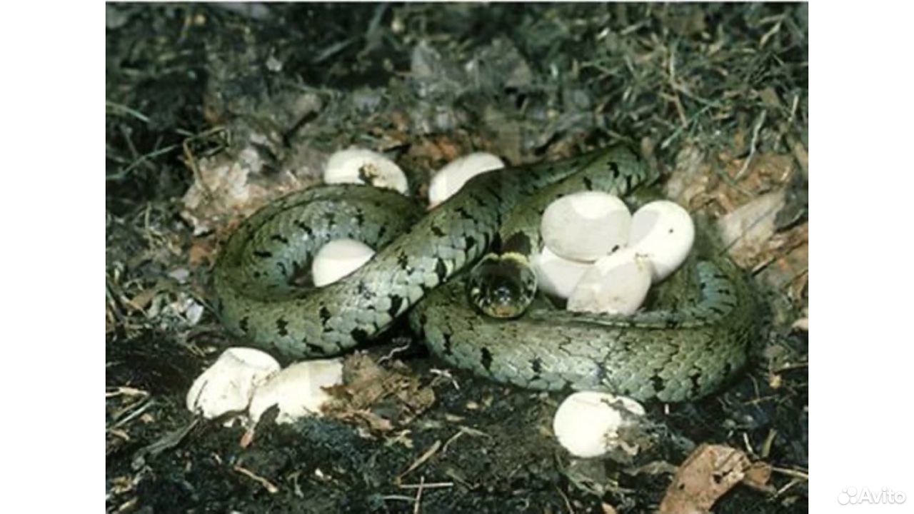 Яйца ужа фото. Змеиные яйца ужа. Яйца змей ужей. Размножение ужей.
