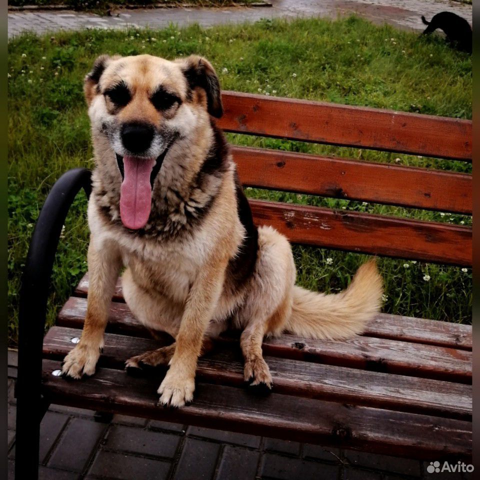 Собака-улыбака купить на Зозу.ру - фотография № 2